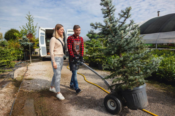 Tree Health Inspection in Bernalillo, NM